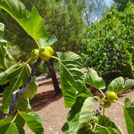 Barnabeto Country Monopoli